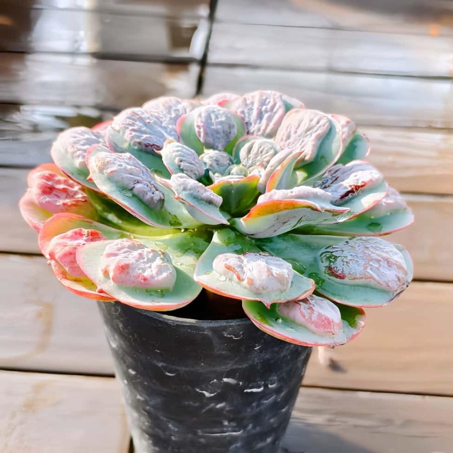 農園直売 多肉植物 観葉植物 エケベリア属 レインドロップ （単） 人気