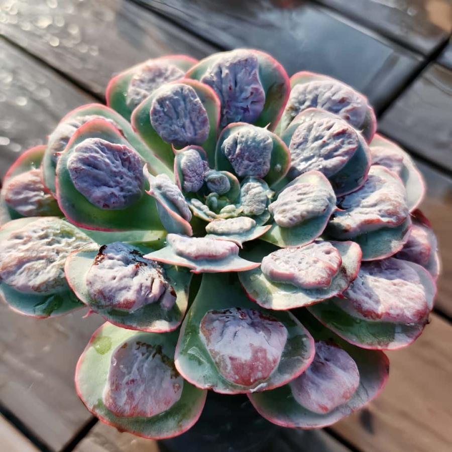 農園直売 多肉植物 観葉植物 エケベリア属 レインドロップ （単） 人気