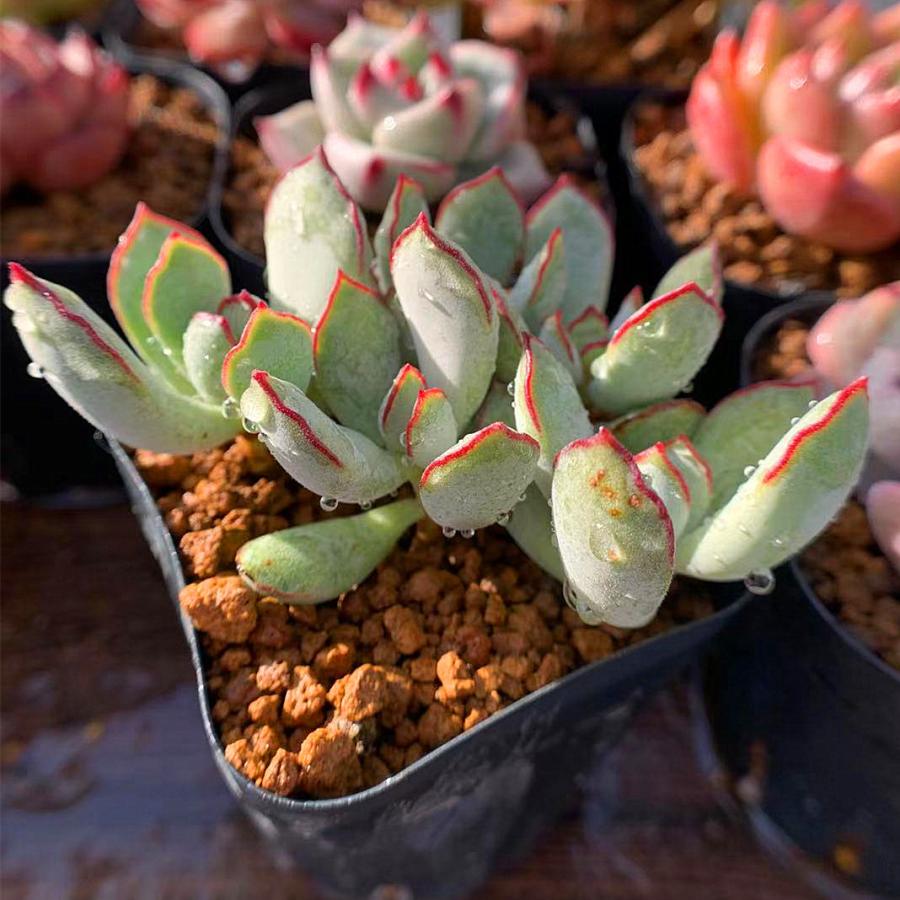 当店農園直売☆多肉専門VERVE ☆コチレドン属☆チョコライン☆抜き苗