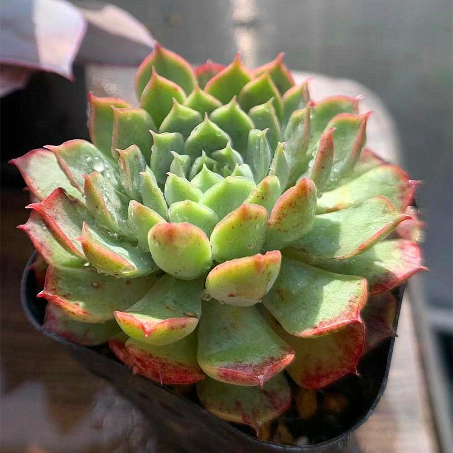 農園直売 多肉植物 寄せ植え エケベリア属 レッドホール 大 抜き苗 観葉植物 インテリア 0024 多肉専門verve 通販 Yahoo ショッピング