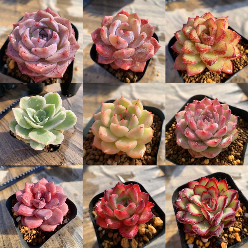期間限定増量 農園直売 多肉植物 寄せ植え 季節のおまかせセット 期間限定増量 農園直売 多肉植物 寄せ植え 季節のおまかせセット