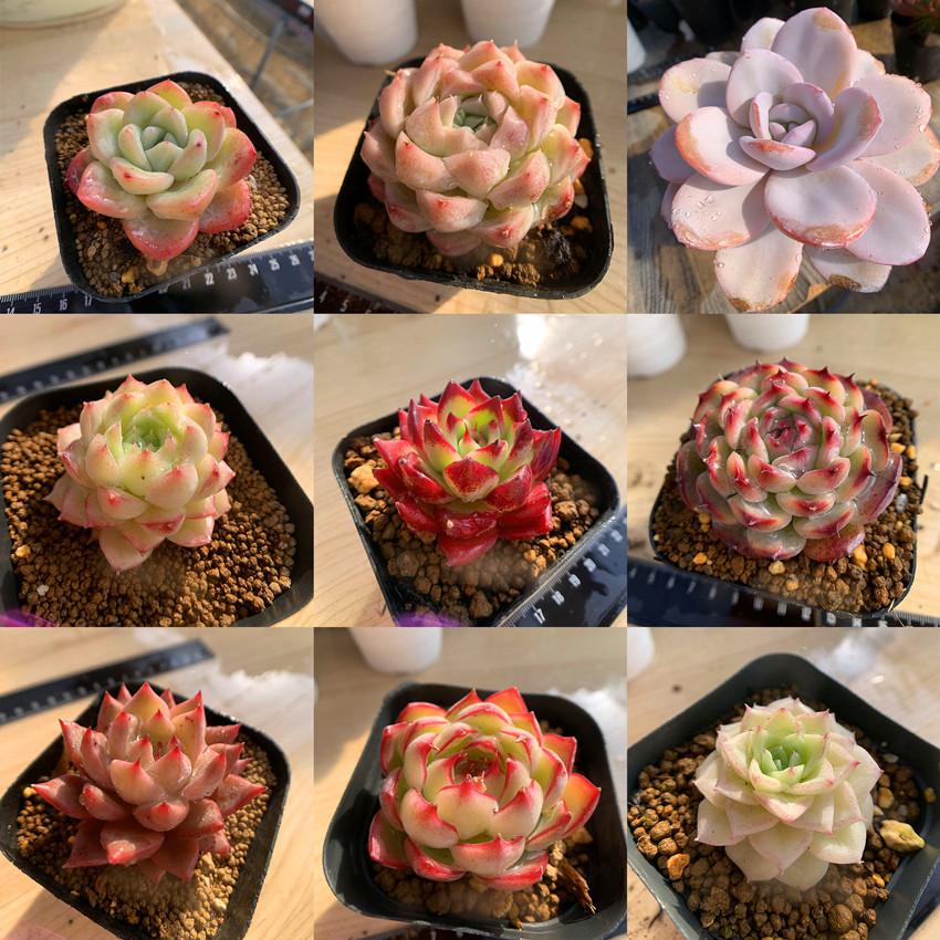 期間限定増量 農園直売 多肉植物 寄せ植え 季節のおまかせセット 10株+