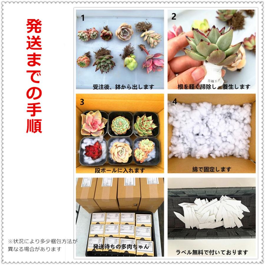 農園直売 多肉植物 寄せ植え 湯園チーズ（小）グラプトペタルム属 新