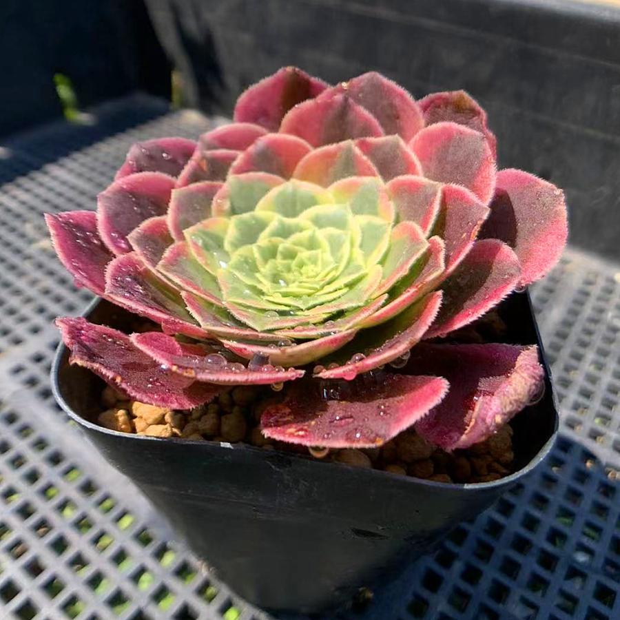 農園直売 多肉植物 寄せ植え アエオニウム フェスティバル錦 特大 抜き苗 観葉植物 インテリア 0094 多肉専門verve 通販 Yahoo ショッピング