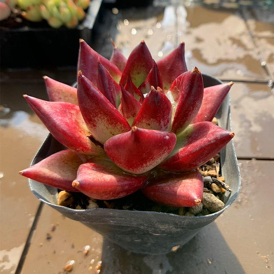 農園直売 多肉植物 寄せ植え エケベリア属 紅檀（新品種）（大）（美苗