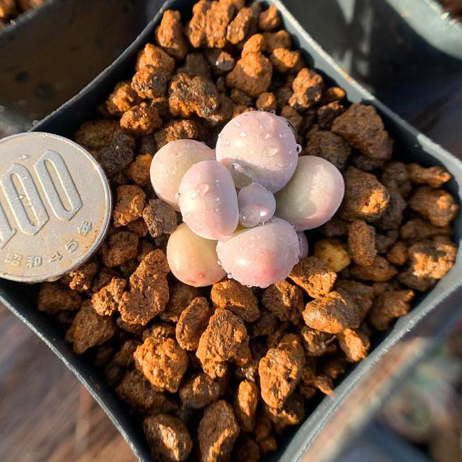 農園直売 多肉植物 寄せ植え パキフィツム属 オレンジスノーボール ミニ 抜き苗 観葉植物 インテリア 0113 多肉専門verve 通販 Yahoo ショッピング