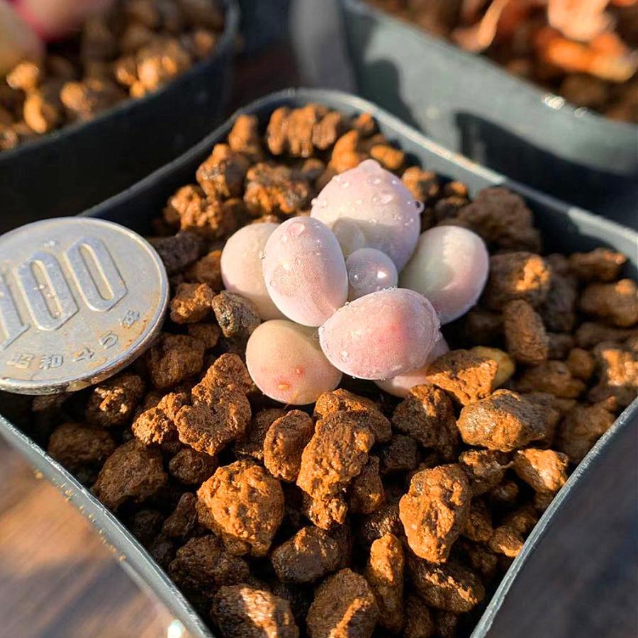 農園直売 多肉植物 寄せ植え パキフィツム属 オレンジスノーボール ミニ 抜き苗 観葉植物 インテリア 0113 多肉専門verve 通販 Yahoo ショッピング