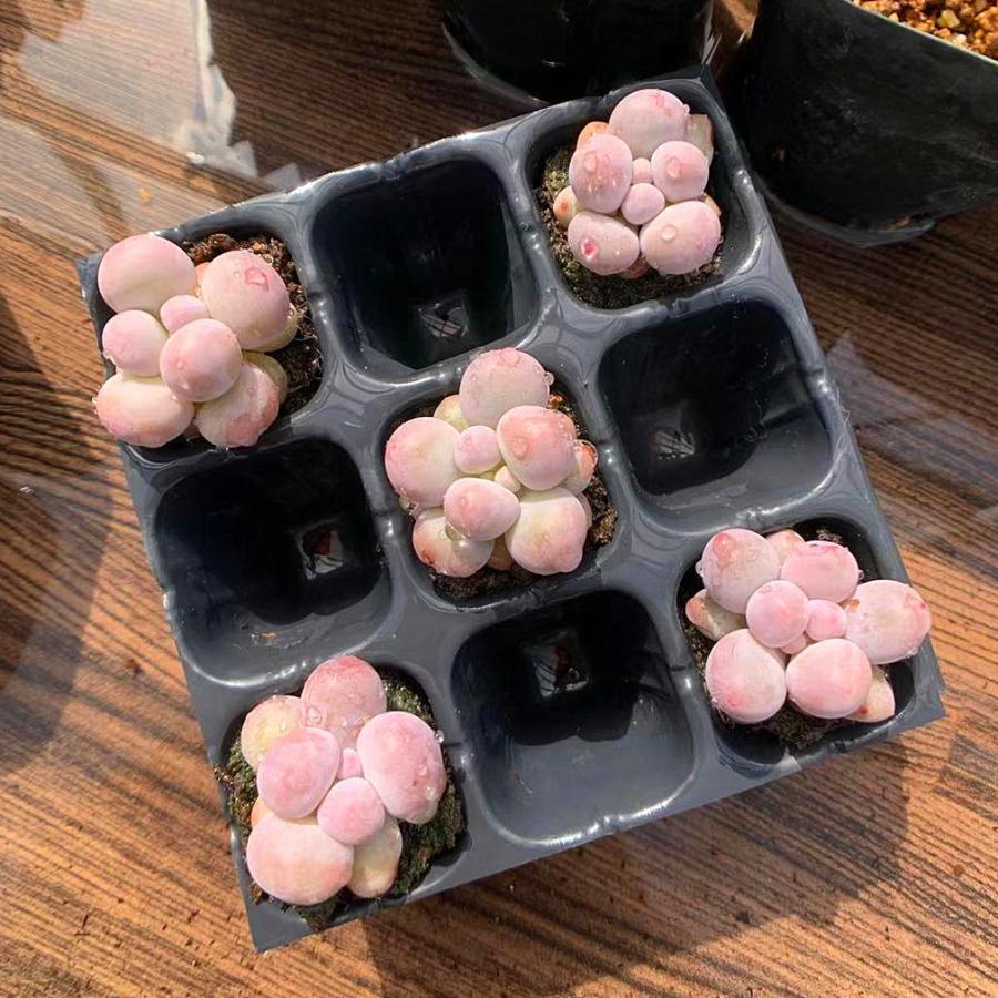 農園直売 多肉植物 寄せ植え パキフィツム属 オレンジスノーボール