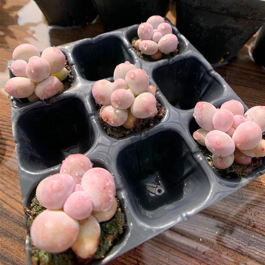 農園直売 多肉植物 寄せ植え パキフィツム属 オレンジスノーボール