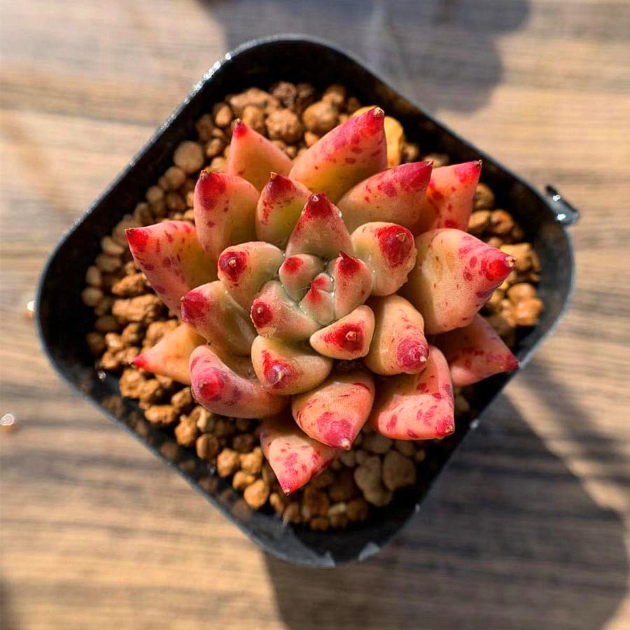 当店農園直売 多肉植物 エケベリア属 プシュケ 抜き苗 多肉専門verve 0123 多肉専門verve 通販 Yahoo ショッピング