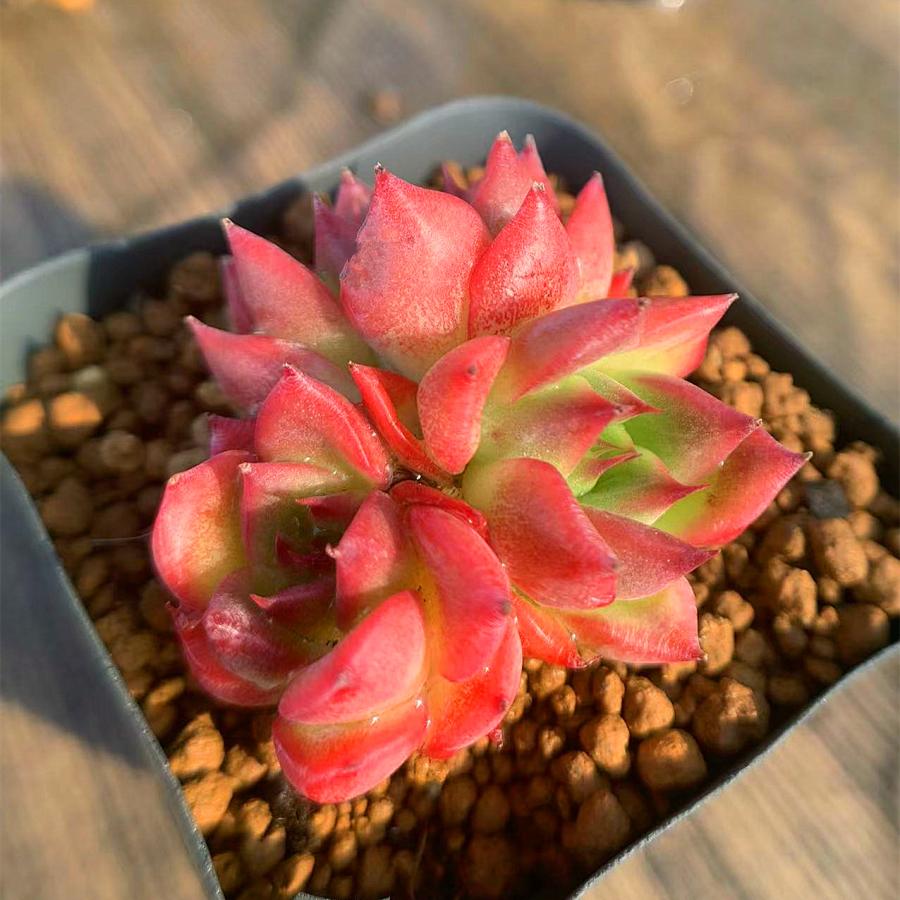 農園直売 多肉植物 寄せ植え エケベリア属 フロリディティ(3頭) 美苗 抜き苗 観葉植物 インテリア :10028:多肉専門VERVE - 通販 - Yahoo!ショッピング 農園直売 多肉植物 寄せ植え エケベリア属 フロリディティ(3頭) 美苗 抜き苗 観葉植物 インテリア :10028:多肉専門VERVE - 通販 - Yahoo!ショッピング