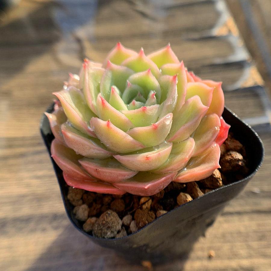 5％OFF農園直売 多肉植物 寄せ植え インテリア 観葉植物 Onslow 抜き苗