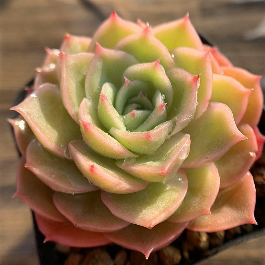 5％OFF農園直売 多肉植物 寄せ植え インテリア 観葉植物 Onslow 抜き苗