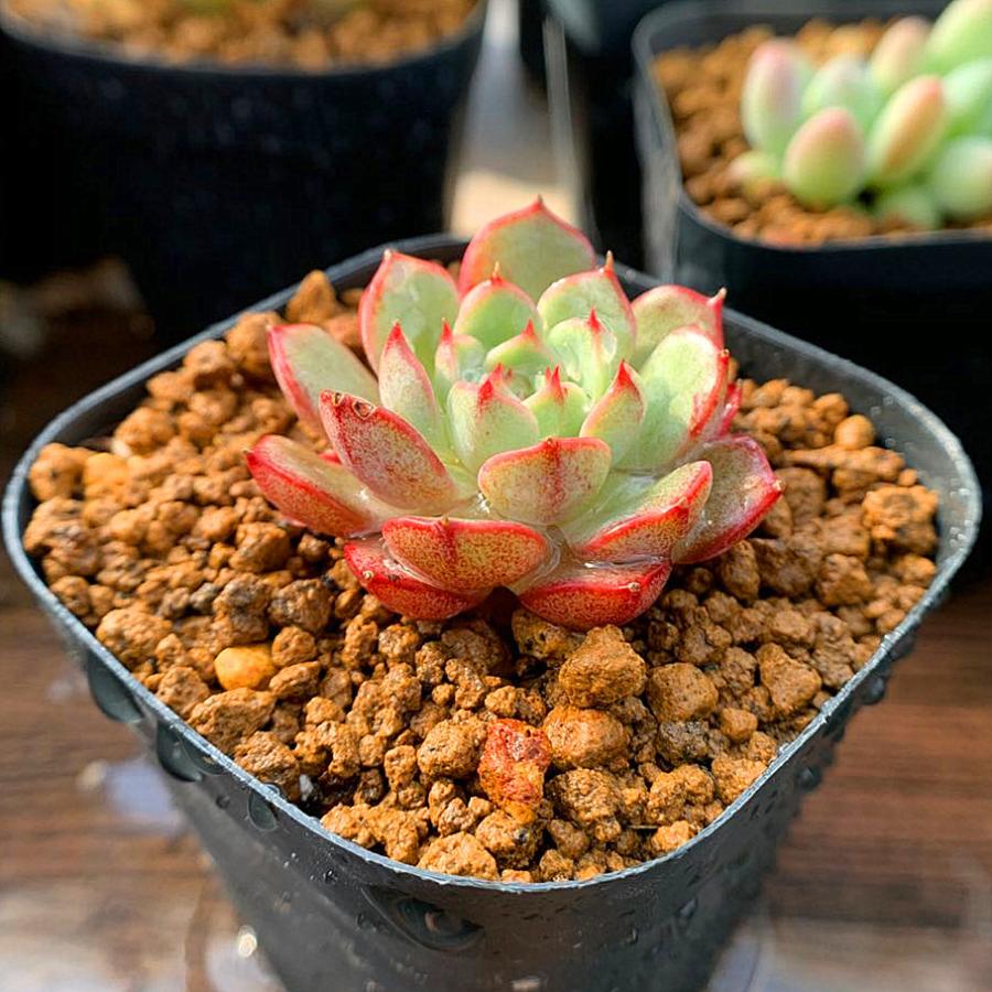 農園直売 多肉植物 エケベリア属 春雨 小 抜き苗 観葉植物 インテリア 寄せ植え 多肉専門verve 通販 Yahoo ショッピング