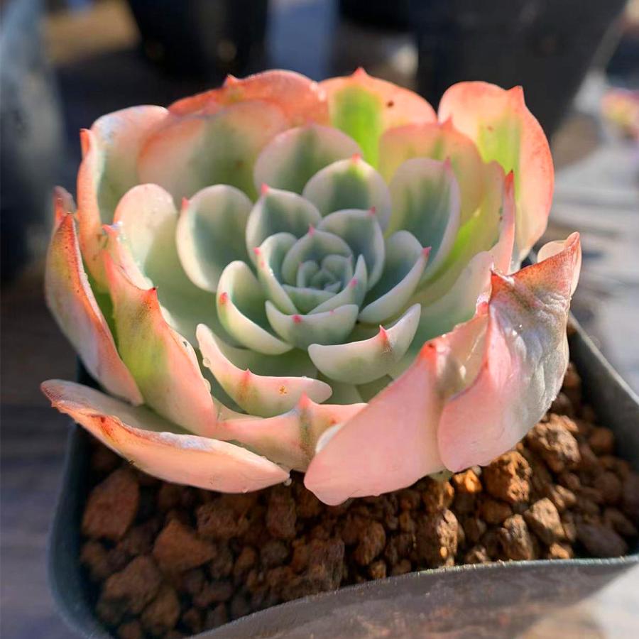 農園直売 多肉植物 寄せ植え エケベリア属 ルノーディーン 超レア 特大 斑入り 錦 抜き苗 観葉植物 インテリア 多肉専門verve 通販 Yahoo ショッピング