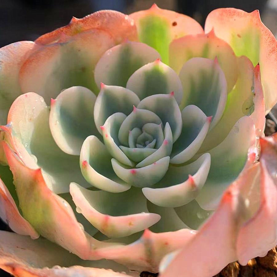 農園直売 多肉植物 寄せ植え エケベリア属 ルノーディーン 超レア 特大 斑入り 錦 抜き苗 観葉植物 インテリア 多肉専門verve 通販 Yahoo ショッピング