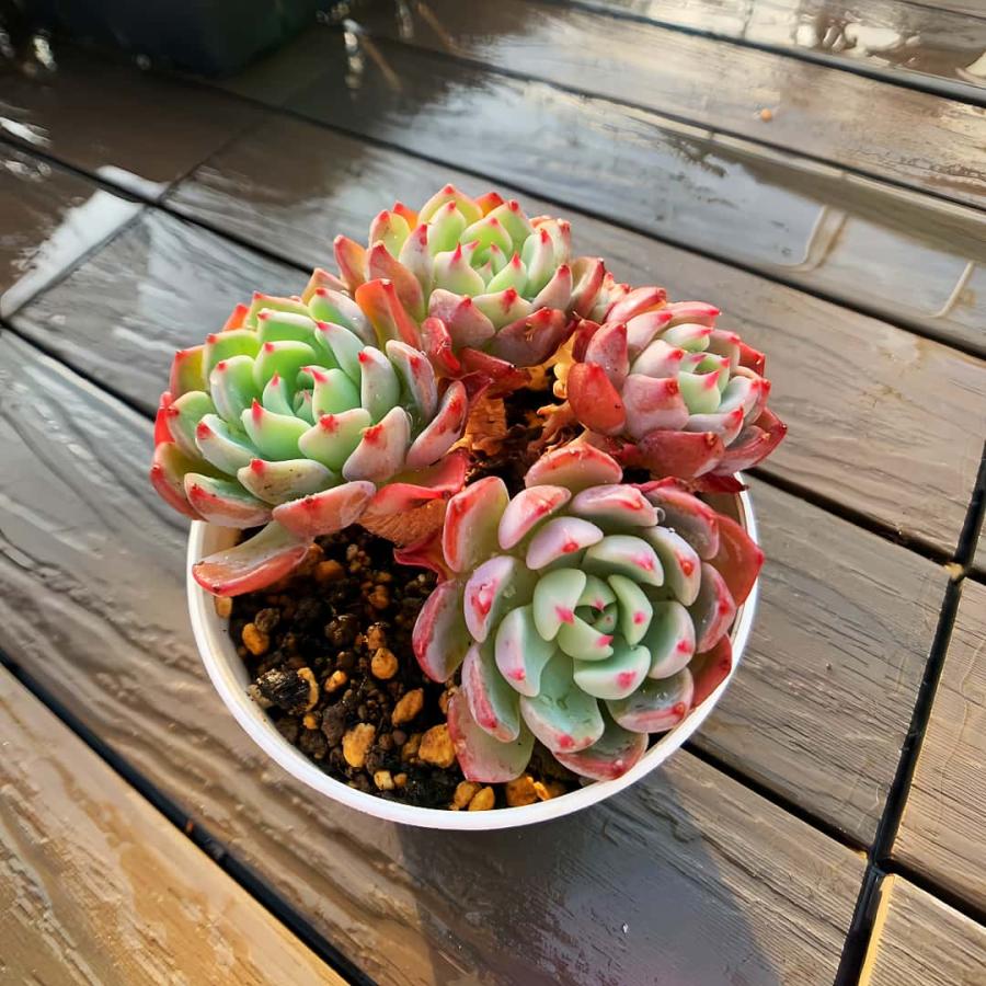 農園直売 多肉植物 寄せ植え エケベリア属 七福美尼（4頭以上） 抜き苗