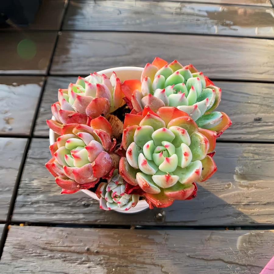 ❣️ 美苗♡ファントムビューティー❣️現品 エケベリア 寄せ植え 多肉