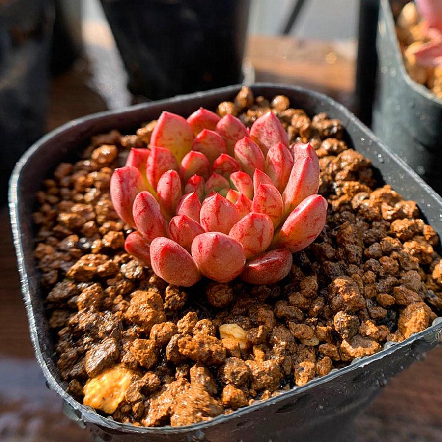 農園直売 多肉植物 寄せ植え エケベリア属 ピンクルビー 単 優品 美苗 抜き苗 観葉植物 インテリア 多肉専門verve 通販 Yahoo ショッピング