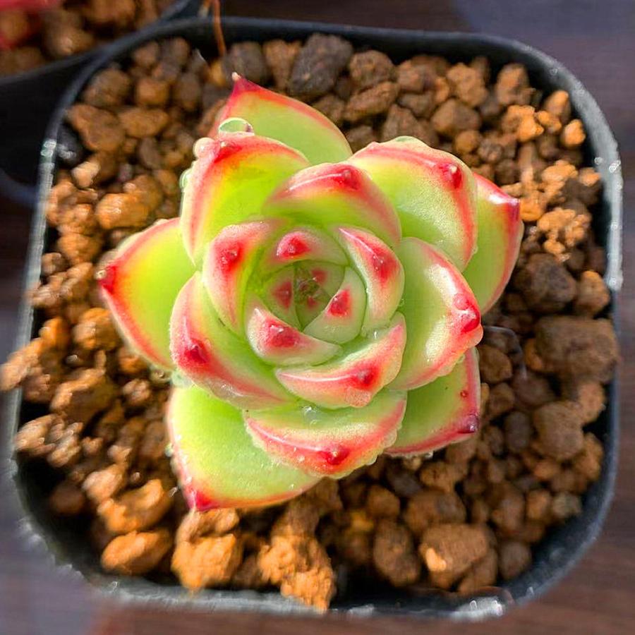 農園直売 多肉植物 エケベリア属 寄せ植え ムーンストーン 中 抜き苗 観葉植物 インテリア 多肉専門verve 通販 Yahoo ショッピング