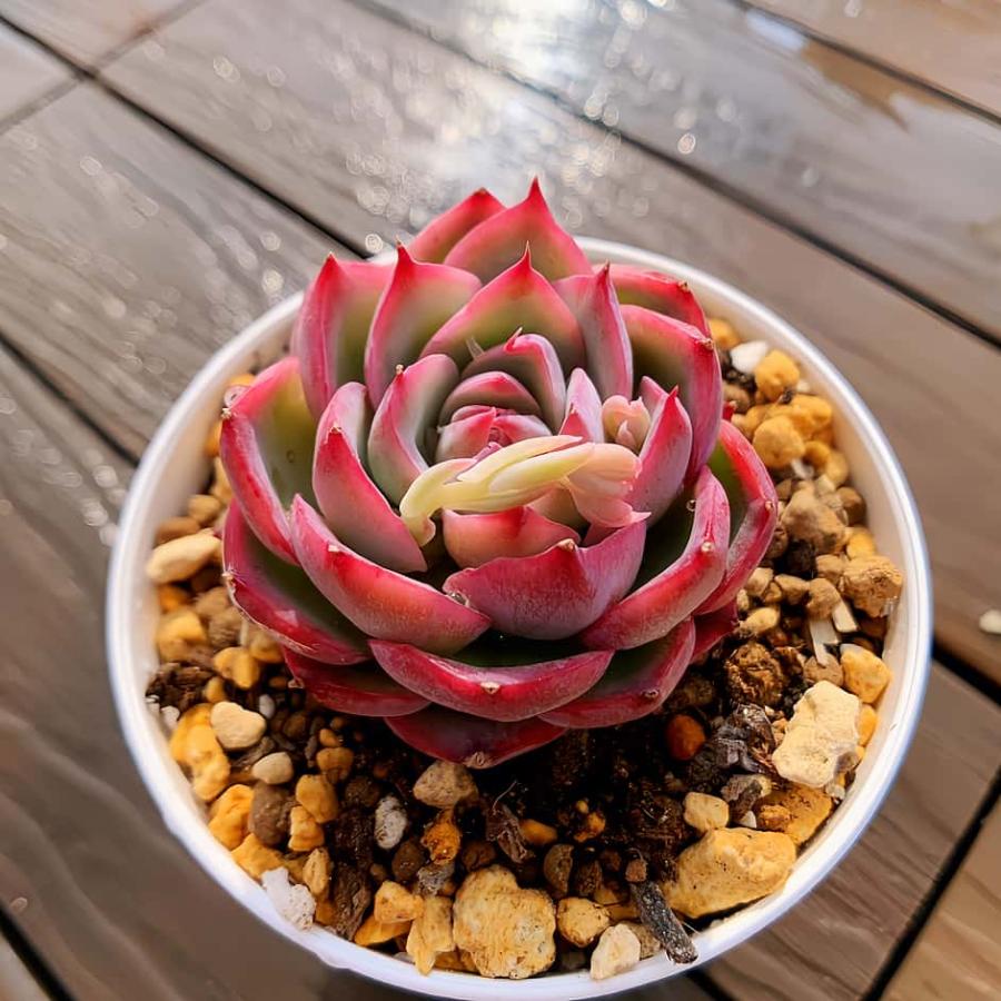 新品種　チュールスカート /Hades 多肉植物　エケベリア 写真1 2状態像 多肉植物のエケベリアっていう種類知ってる？とっても可愛いんだよ