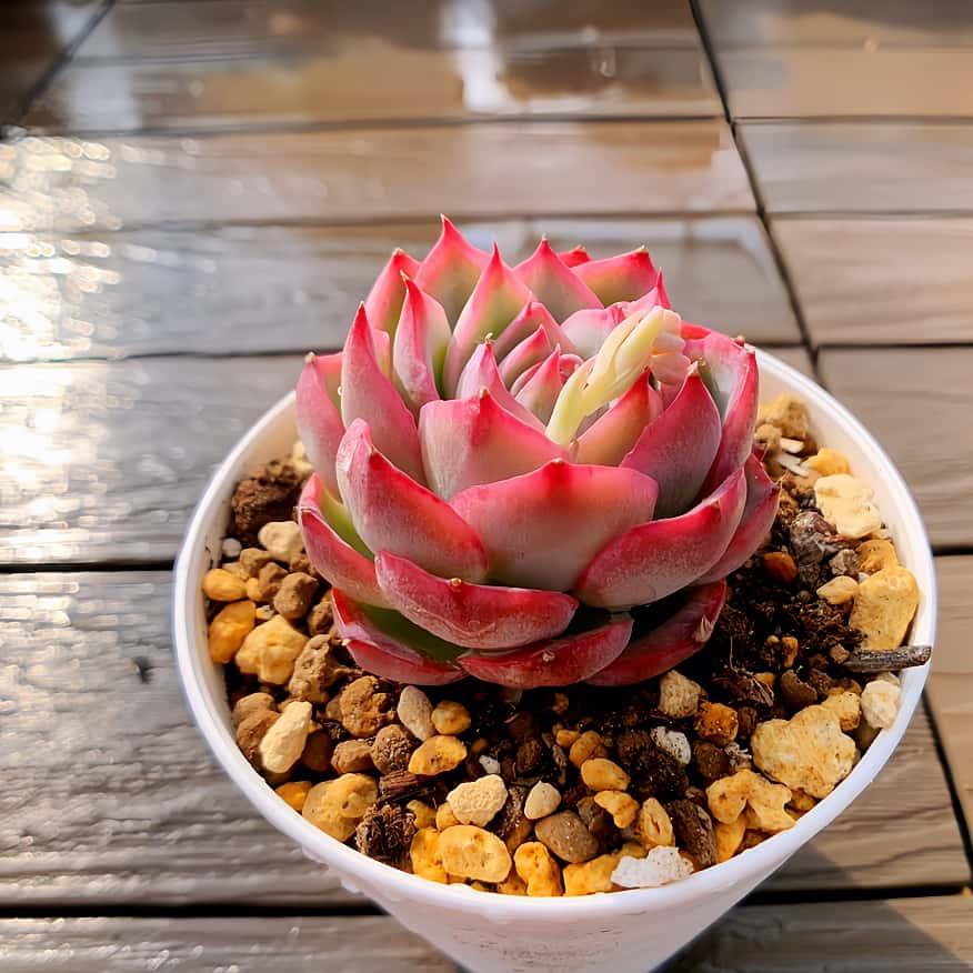 農園直売 多肉植物 寄せ植え エケベリア属 シルエット（単） 観葉植物