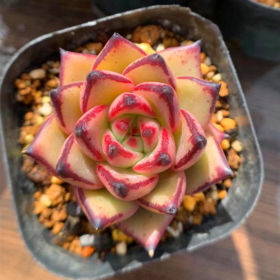 農園直売 多肉植物 寄せ植え エケベリア属 丸葉シリウス 美苗 抜き苗 観葉植物 インテリア 多肉専門verve 通販 Yahoo ショッピング