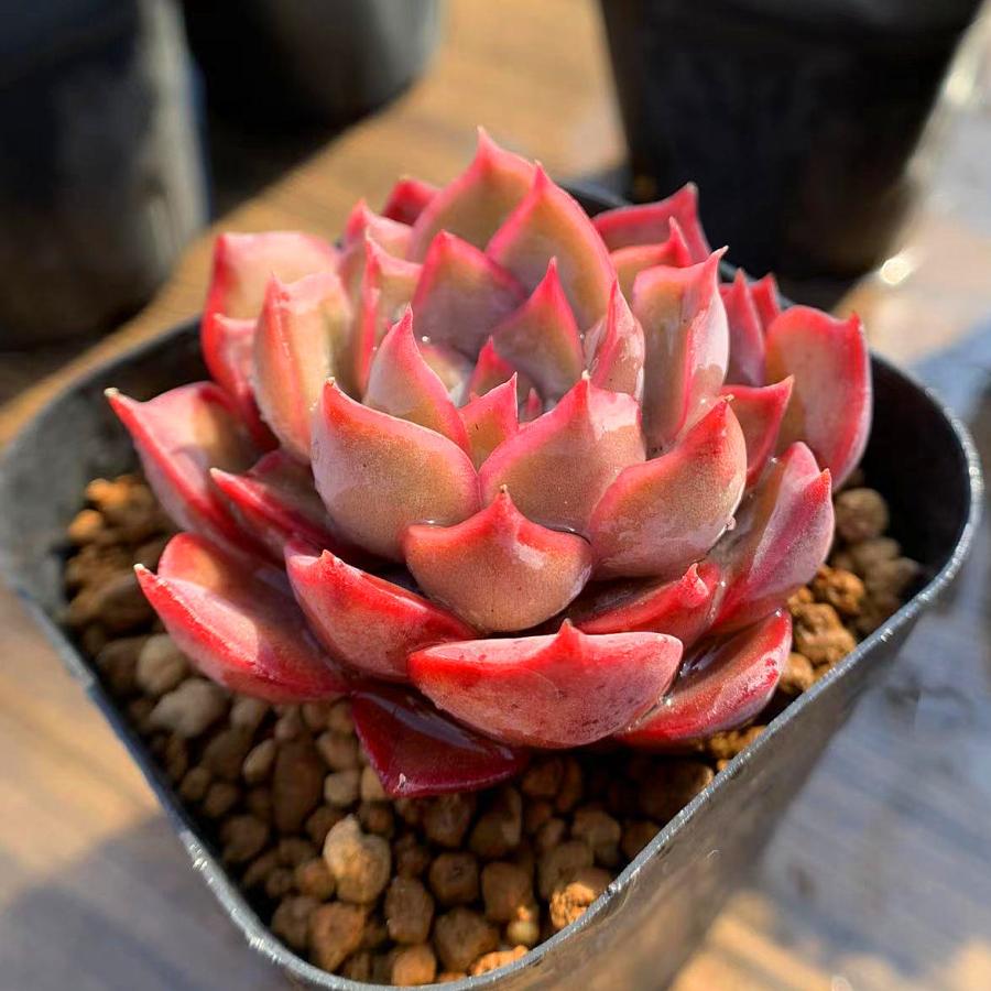 農園直売 多肉植物 寄せ植え エケベリア属 ダークアイス 単 抜き苗 観葉植物 インテリア 多肉専門verve 通販 Yahoo ショッピング