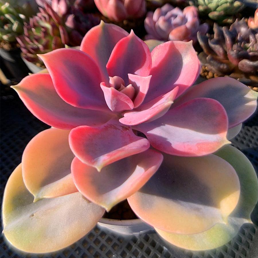 期間限定値下げ 農園直売 多肉植物 寄せ植え エケベリア属 ウエスト