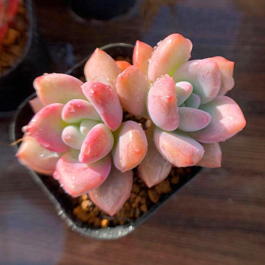 農園直売 多肉植物 寄せ植え グラプトベリア属 オパリナ 2頭 超美苗 大 Opalina 抜き苗 観葉植物 インテリア 多肉専門verve 通販 Yahoo ショッピング