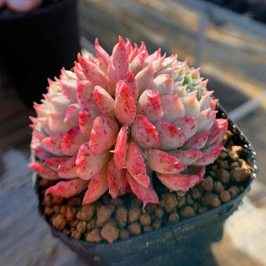 驚きの値段 多肉植物 レッドホール エケベリア属 在庫なし 予約を受付中 植物 観葉植物 Labelians Fr