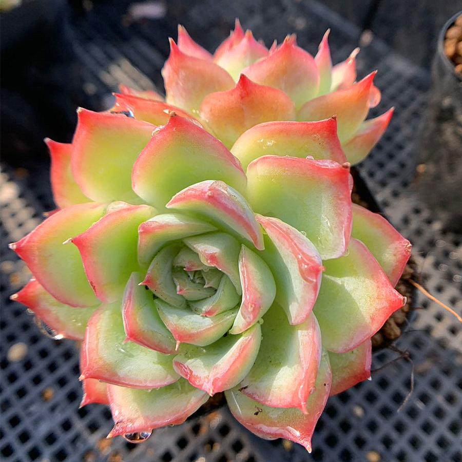 農園直売 多肉植物 寄せ植え エケベリア属 シルエット 2頭 観葉植物 インテリア 107 多肉専門verve 通販 Yahoo ショッピング