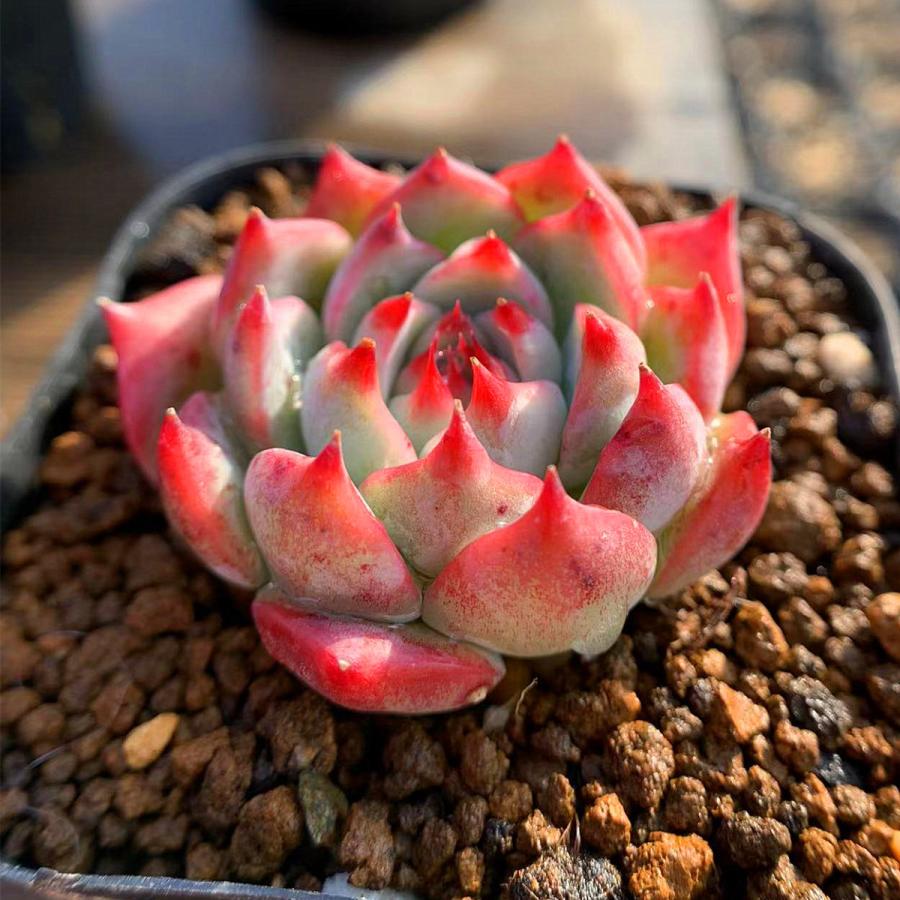 農園直売 多肉植物 寄せ植え エケベリア属 水蜜桃 単 中 Suimitsutou 新品種 抜き苗 観葉植物 インテリア 毎日がバーゲンセール 農園直売 多肉植物 寄せ植え エケベリア属 水蜜桃 単 中 Suimitsutou 新品種 抜き苗 観葉植物 インテリア 毎日がバーゲンセール
