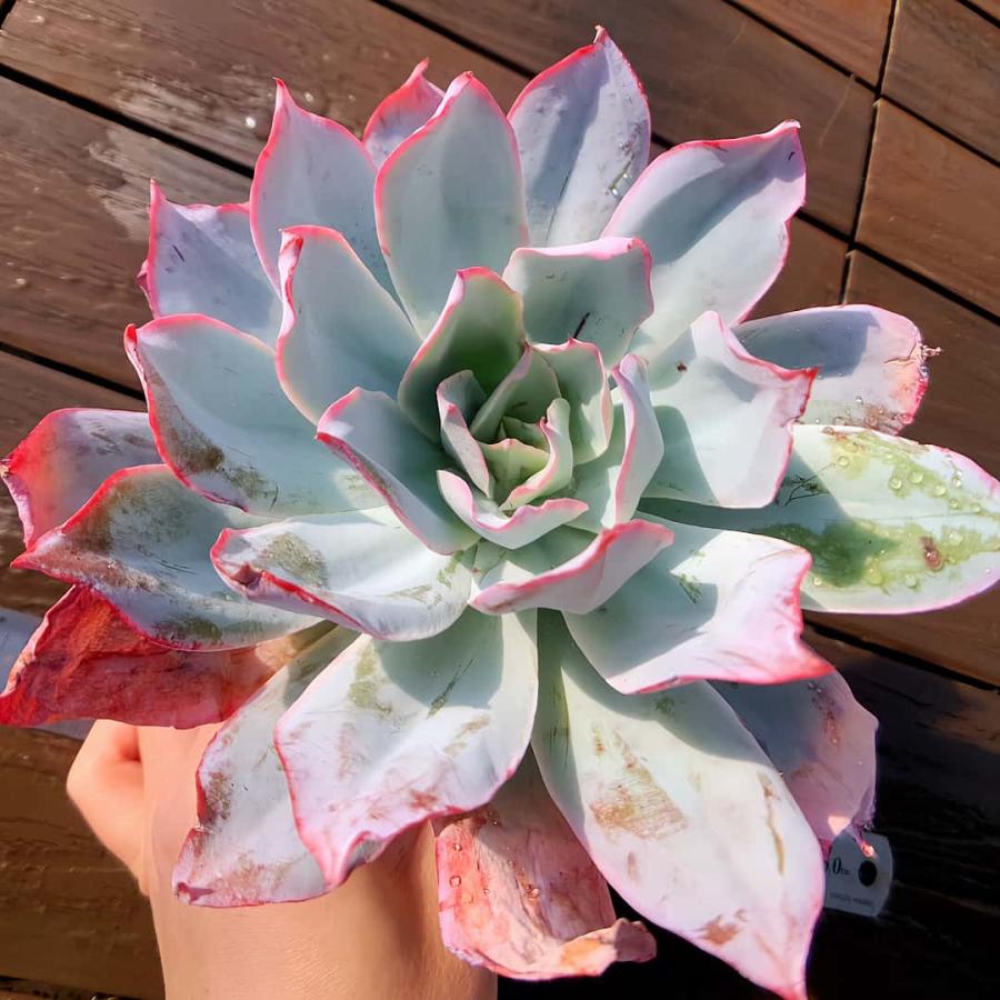 農園直売 多肉植物 寄せ植え エケベリア属 Shall Girl 新品種 抜き苗 観葉植物 インテリア 多肉専門verve 通販 Yahoo ショッピング