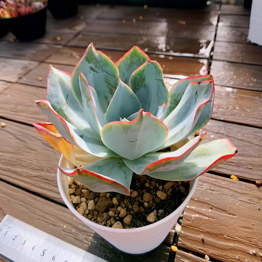 農園直売 多肉植物 寄せ植え エケベリア属 ブルーライト（単） 大 観葉