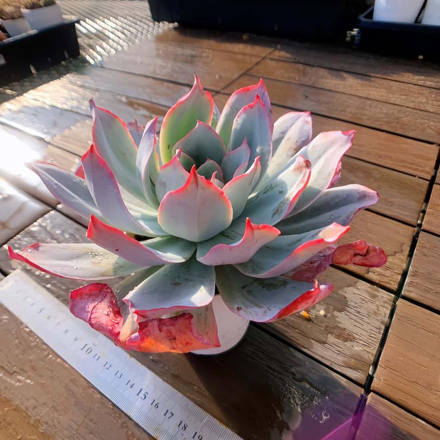 農園直売 多肉植物 寄せ植え エケベリア属 ブルーライト（単） 大 観葉