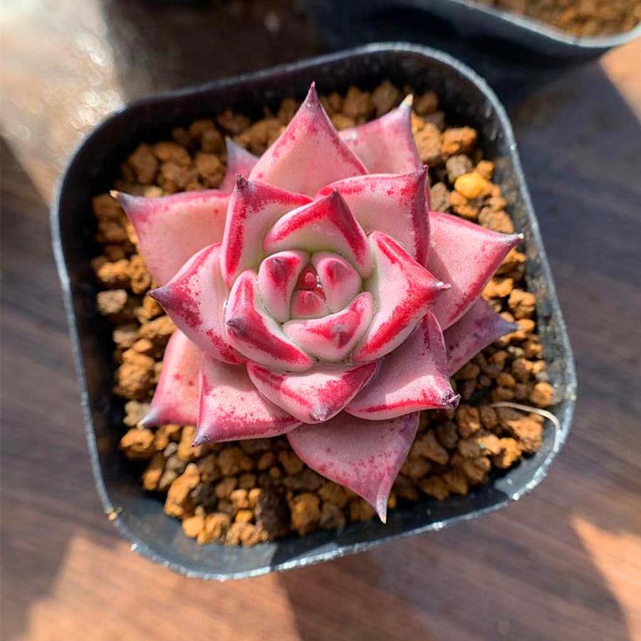 農園直売 多肉植物 寄せ植え エケベリア属 丸葉ロメオ レア 抜き苗 観葉植物 インテリア 多肉専門verve 通販 Yahoo ショッピング