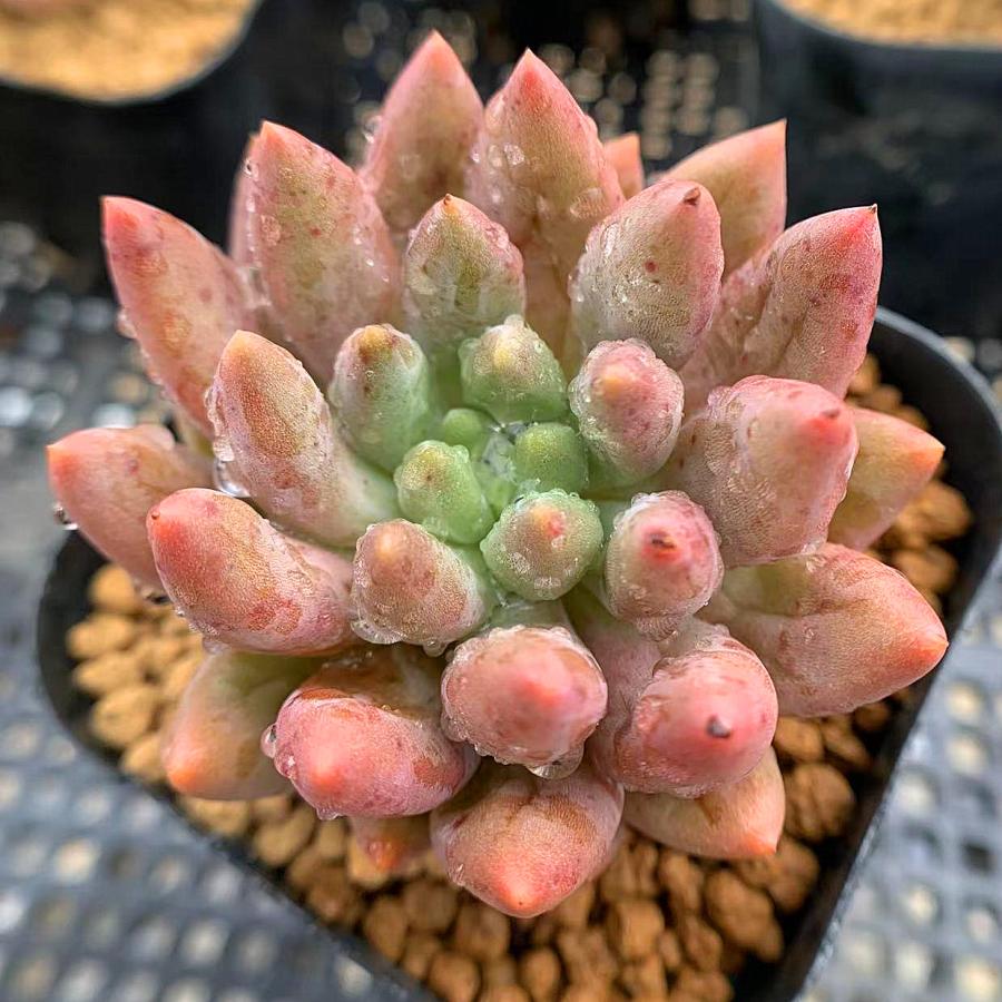 農園直売 多肉植物 寄せ植え エケベリア属 赤とんぼ 新品種 抜き苗 観葉植物 インテリア 多肉専門verve 通販 Yahoo ショッピング