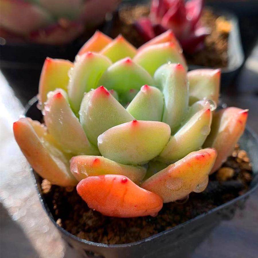 農園直売 多肉植物 寄せ植え エケベリア属 レモンシャンパン 新品種 抜き苗 観葉植物 インテリア 10224 多肉専門verve 通販 Yahoo ショッピング