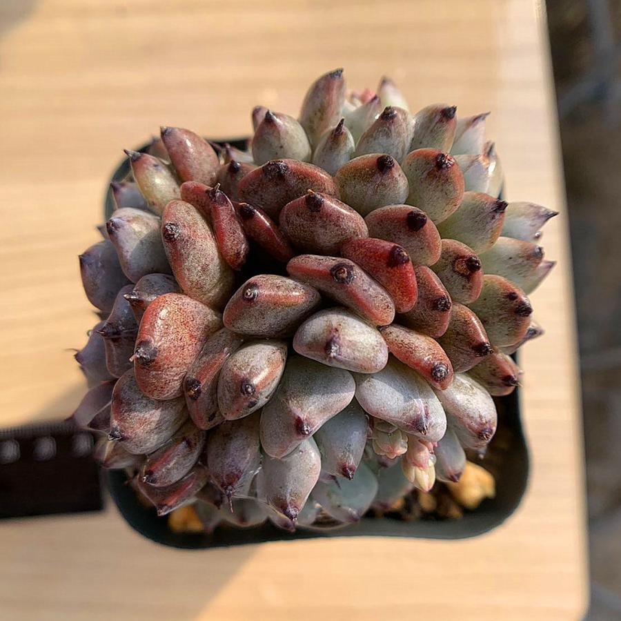 New 農園直売 多肉植物 寄せ植え エケベリア属 黒爪ザラゴーサ 3頭 抜き苗