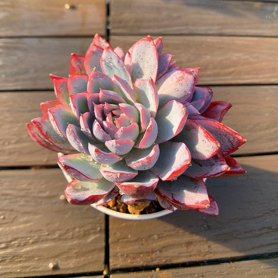 農園直売 多肉植物 寄せ植え エケベリア属 バイオレットクイーン