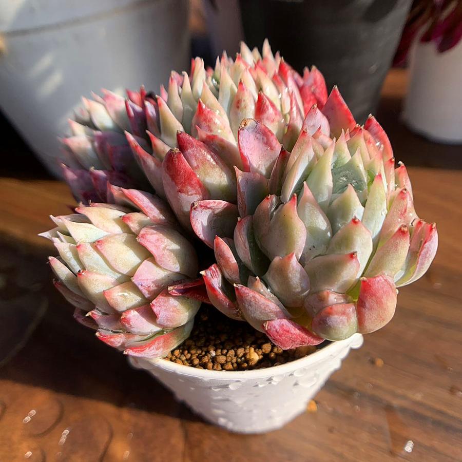 農園直売 多肉植物 寄せ植え エケベリア属 バイオレットクイーン（3頭