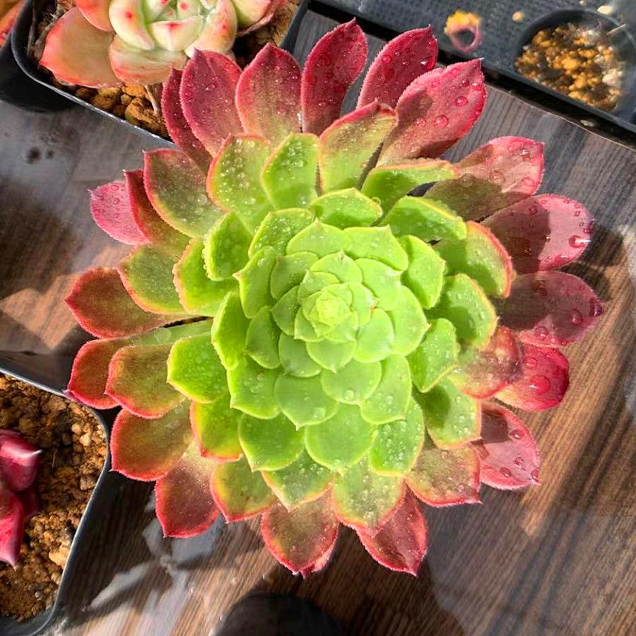 農園直売 多肉植物 寄せ植え アエオニウム フェスティバル錦 特大 抜き苗 観葉植物 インテリア 多肉専門verve 通販 Yahoo ショッピング