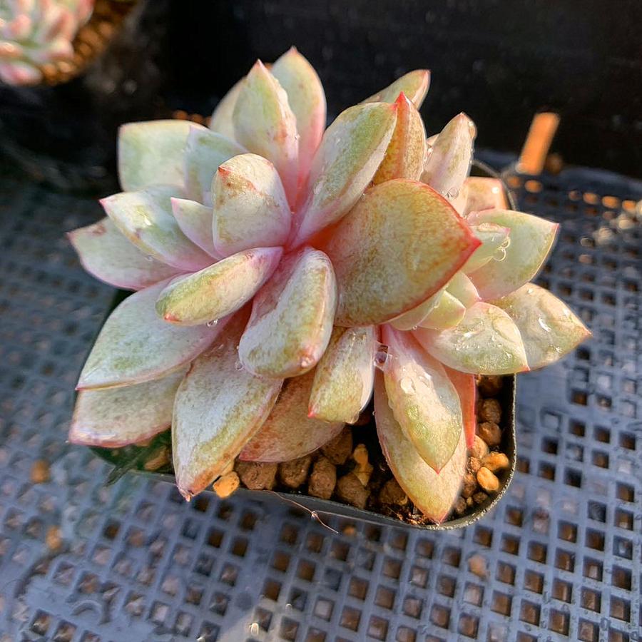 激安卸販売新品 農園直売 多肉植物 寄せ植え エケベリア属 ドイツシャンペン 抜き苗 観葉植物 インテリア 多肉専門verve Wantannas Go Id