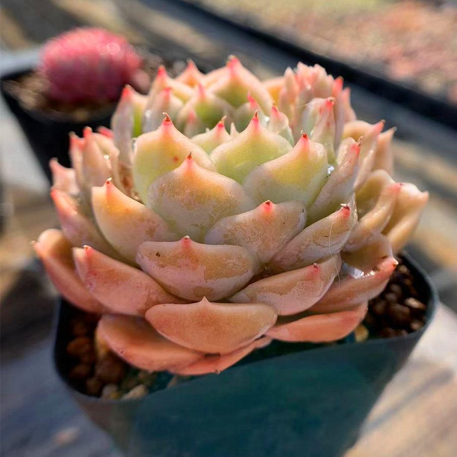 農園直売 多肉植物 寄せ植え エケベリア属 オウンスロー Onslow 抜き苗 観葉植物 インテリア 多肉専門verve 多肉専門verve 通販 Yahoo ショッピング