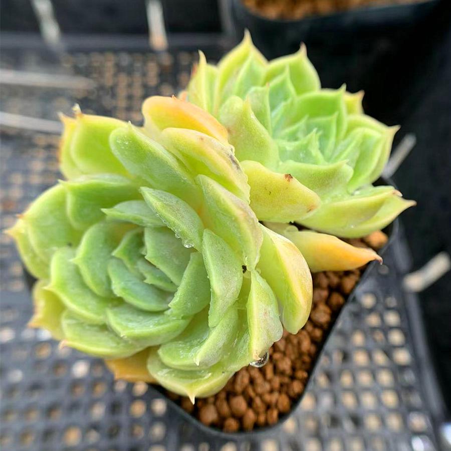 農園直売 多肉植物 寄せ植え エケベリア属 オウンスロー 2頭 Onslow 抜き苗 観葉植物 インテリア 多肉専門verve 多肉専門verve 通販 Yahoo ショッピング