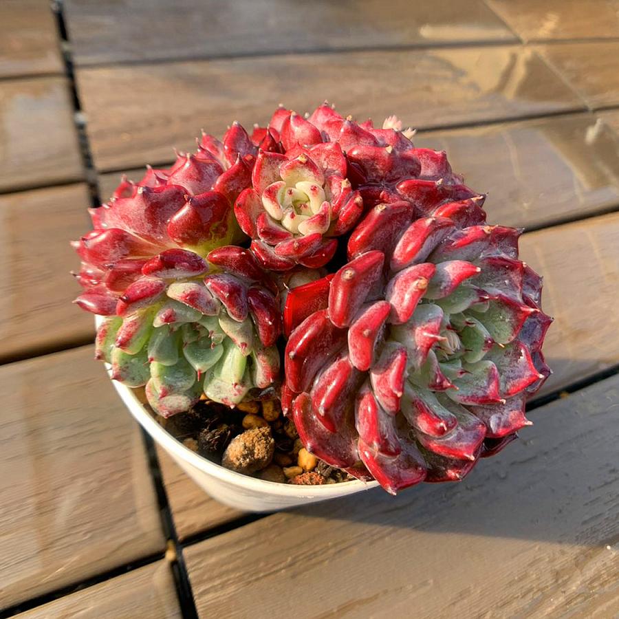 農園直売 多肉植物 寄せ植え エケベリア属 沙羅姫牡丹（群）観葉植物 インテリア　多肉専門VERVE（Yahoo!・多肉専門VERVE）