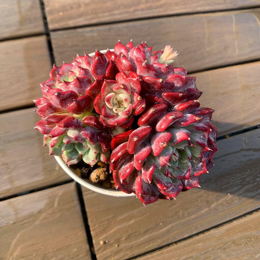 沙羅姫×プレリンゼ 実生苗 多肉植物 エケベリア 農園直売 多肉植物 寄せ植え エケベリア属 沙羅姫牡丹（群）観葉植物