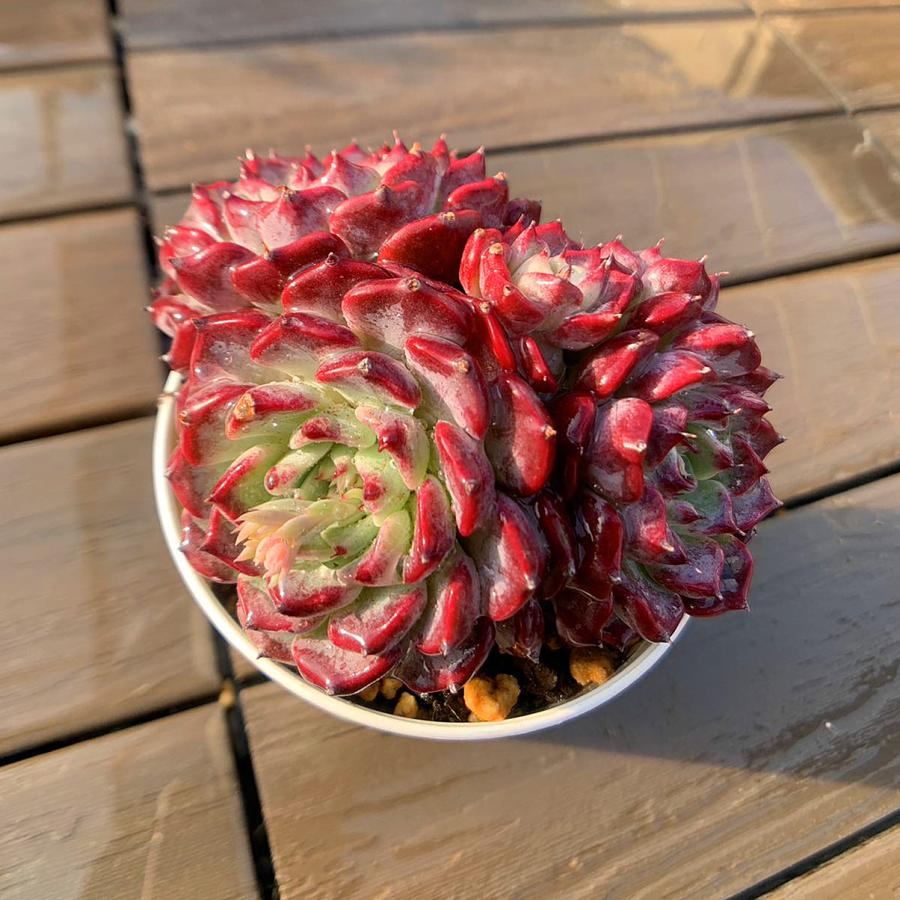 エケベリア 7種 赤い子セット 抜き苗 多肉植物 ♥多肉植物エケベリア【レッドランプ】2苗 抜き苗 - メルカリ