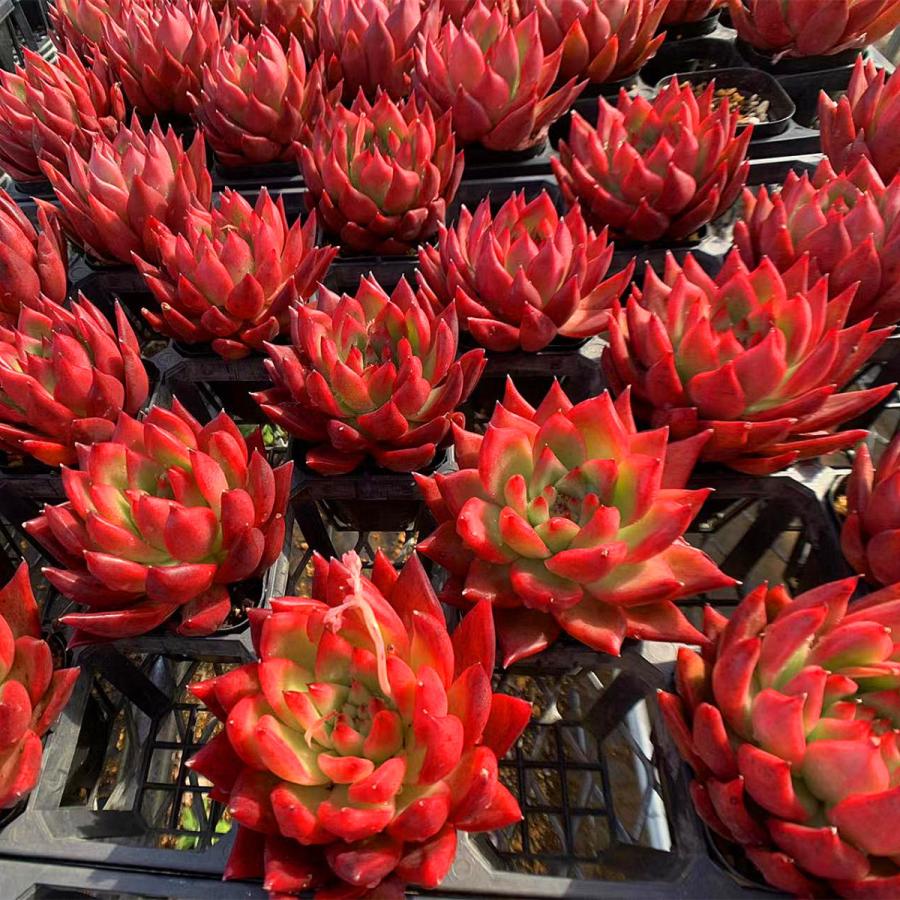 農園直売 多肉植物 寄せ植え エケベリア属 フランクレイネルト 特大 赤 超美苗 超レア 抜き苗 観葉植物 インテリア 多肉専門verve 通販 Yahoo ショッピング